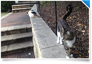 Outside cat enclosure to protect wildlife