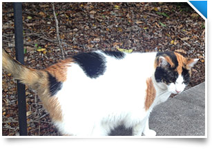 Outside cat enclosure to protect wildlife